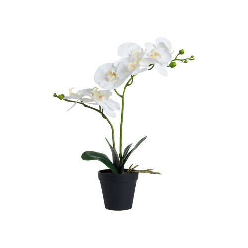 Produktfoto naturtro hvit orkide